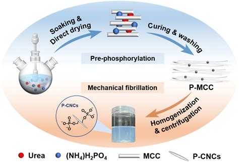 cnc urea|Phosphorylated cellulose nanocrystals: Optimizing production by .